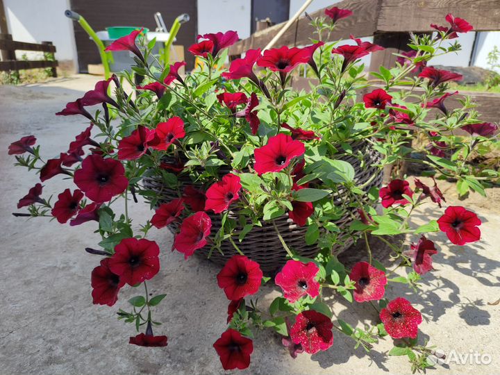 Петуния цветущая в кашпо