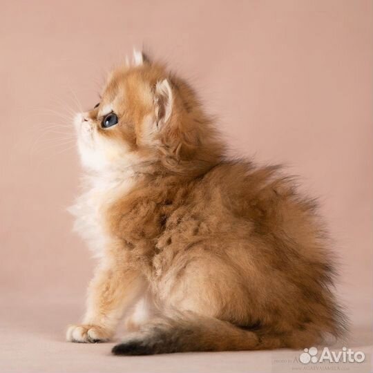 Мальчик золотая британская шиншилла