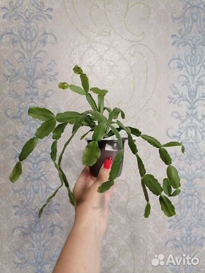 Шлюмбергера сортовые, Рипсалидопсисы, Эпифиллумы