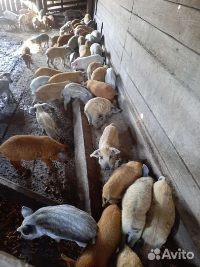 Поросята мангалица