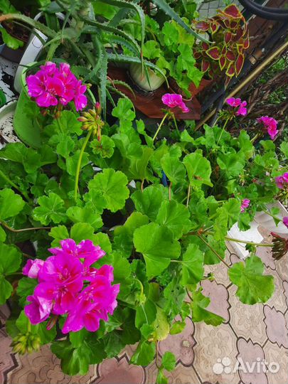 Пеларгония герань