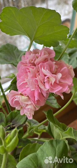 Пеларгония сортовая герань