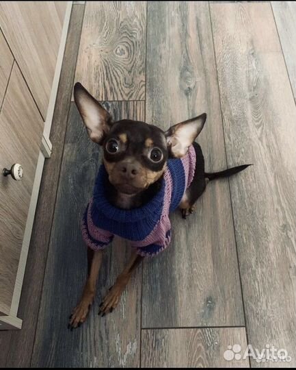 Вязка той-терьер девочка