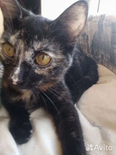 Кошечка Арабеска