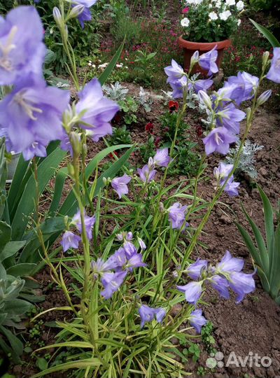 Колокольчик многолетний