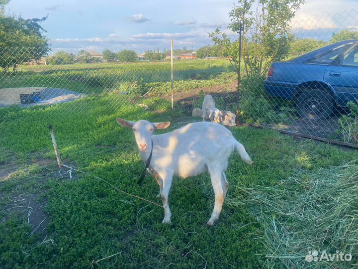 Продаются козы