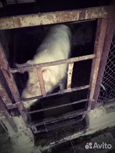 Хряк ландрас