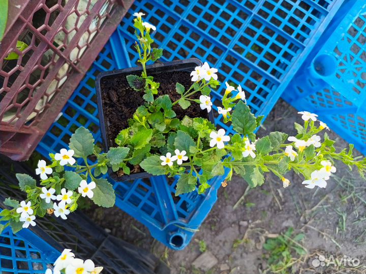 Бакопа белая, алисум белый, цинерария, астра