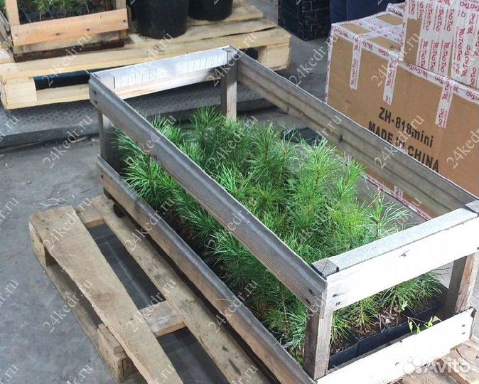 Сибирский кедр. Саженцы