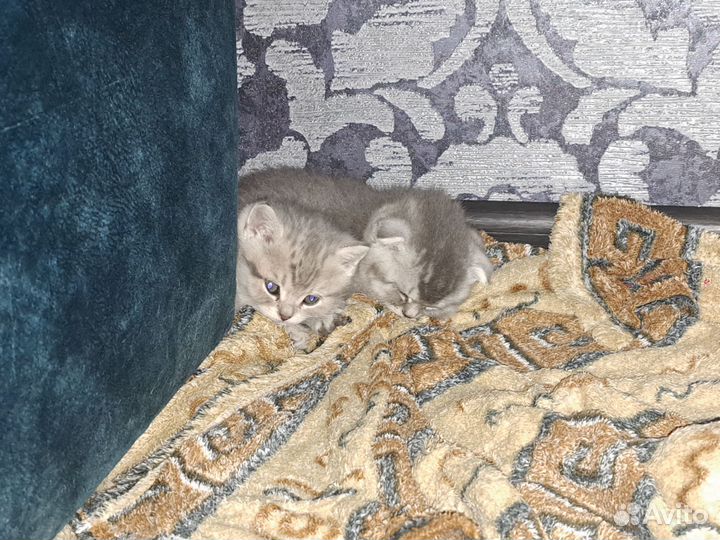 Шотландские котята