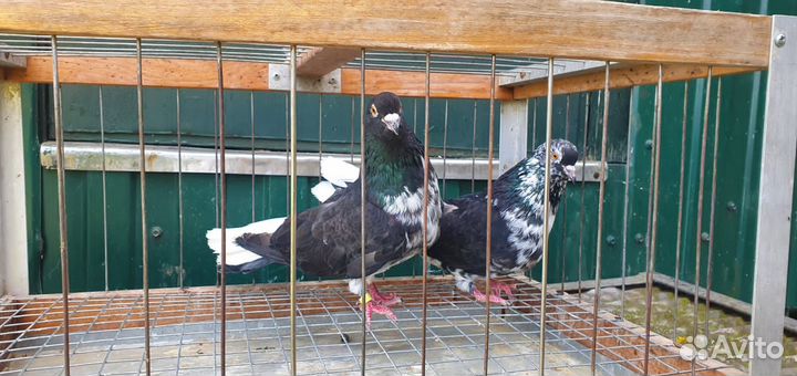 Николаевские голуби, Московские монахи