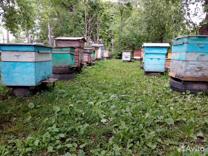 Пчелы, пчелосемьи