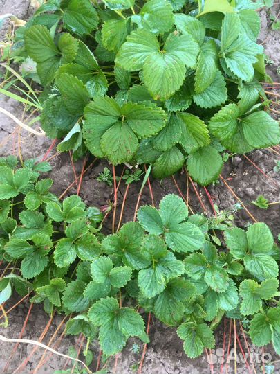 Рассада(саженцы) клубники зефир