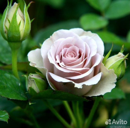 Роза пепельная Амнезия Ч/Г