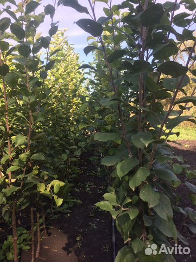 Продам саженцы плодовых деревьев
