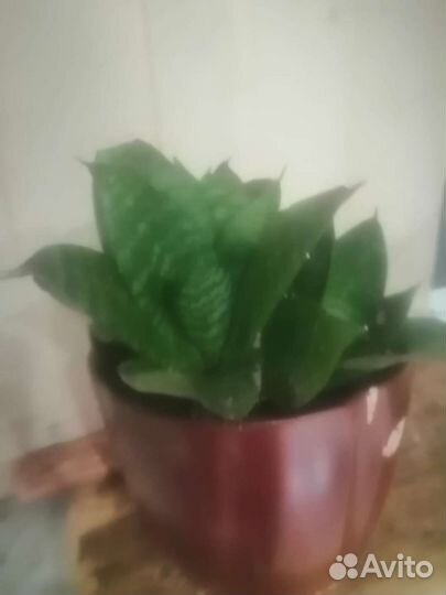 Цветы в горшках