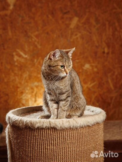 Очаровательная Роза найдет ключик к вашему сердцу