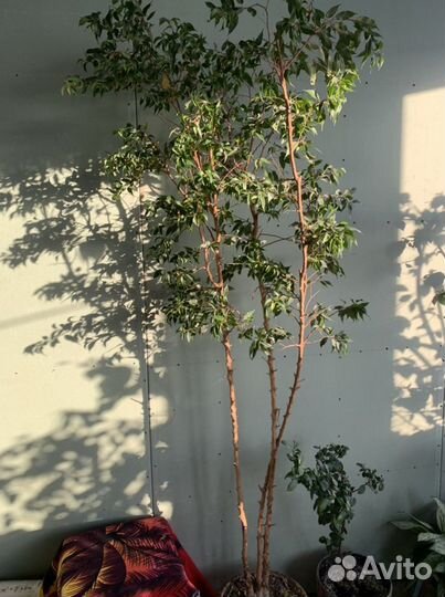 Фикус бенджамина