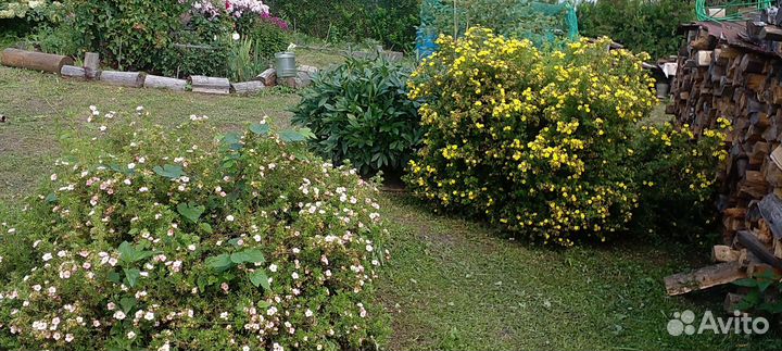 Лапчатка (курильский чай) декоративный кустарник