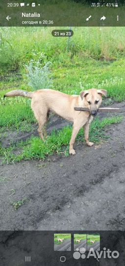 Собака в добрые руки