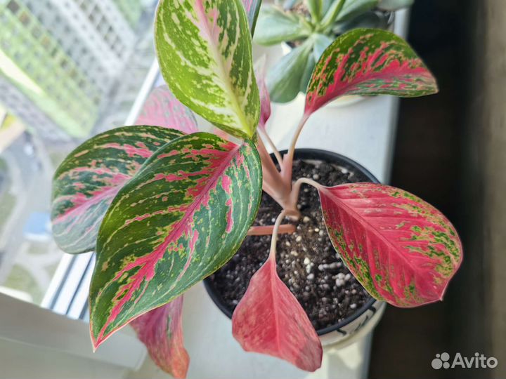 Аглаонема Пинкат