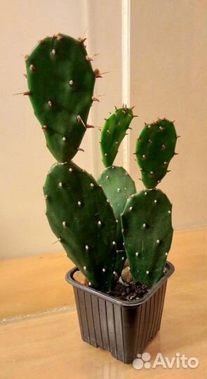 Эпифилум, Опунция, Крассула ложноплауновидная