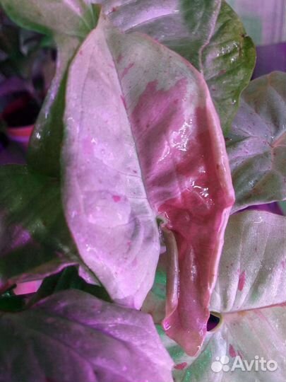 Сингониумы сортовые