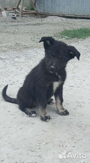 Щенки в добрые руки, девочки