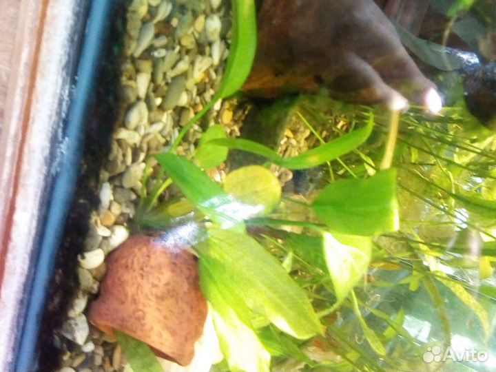 Эхинодорус