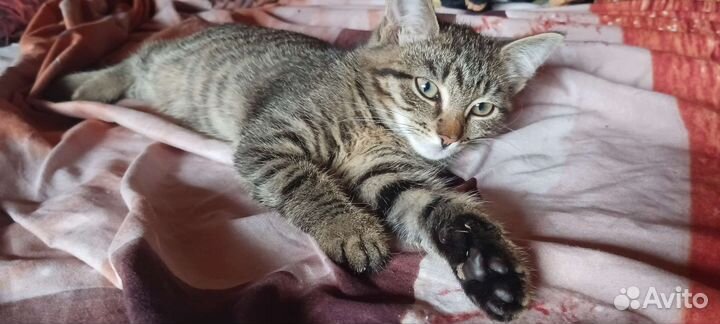 Котенок в добрые руки