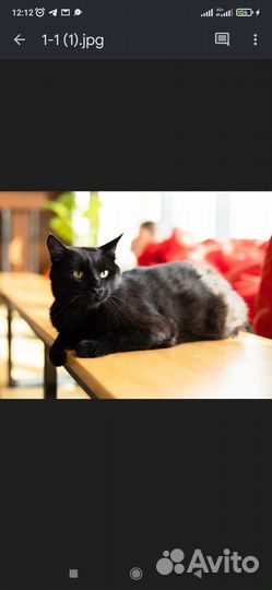 Нежный котик в добрые руки