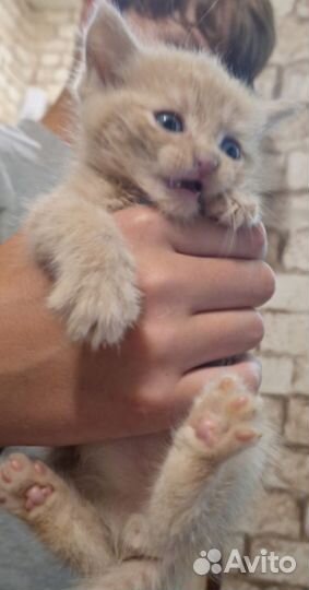 Кошки и котята