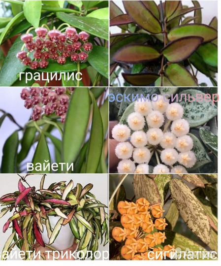 Хойи сортовые