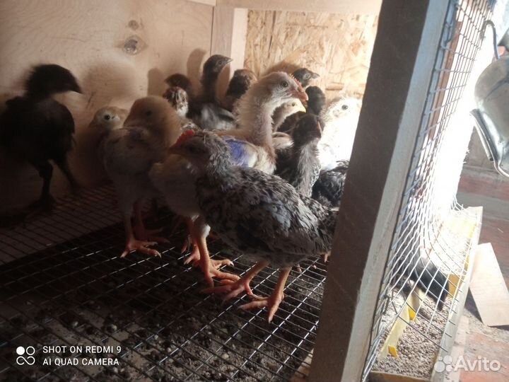 Цыплята несушки подрощенные