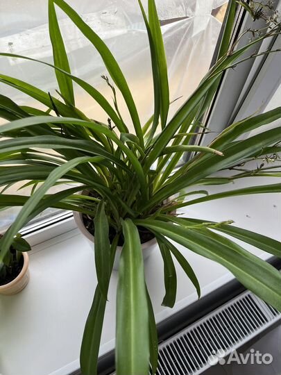 Хлорофитум