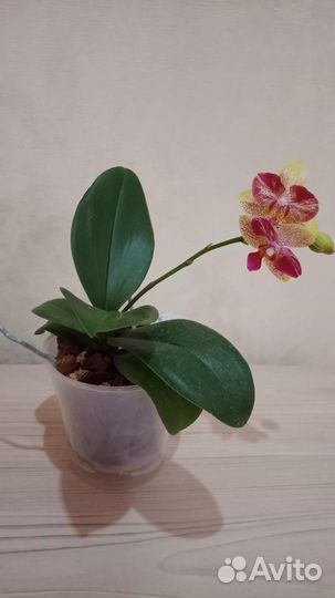 Орхидея Phal. Чиа-Yueh Калейдоскоп