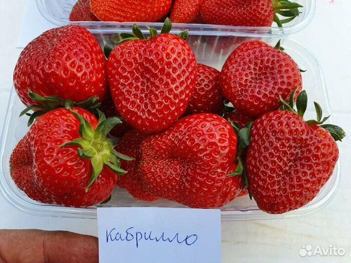 Рассада клубники. распродажа