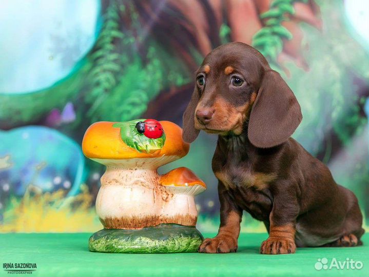 Щенки мини/кроличьей таксы.Девочка РКФ