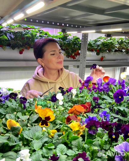 Виола и Бегония пищевая с фермы