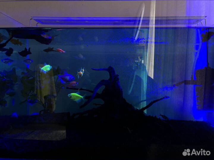 Аквариум