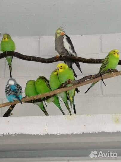 Волнистый попугай