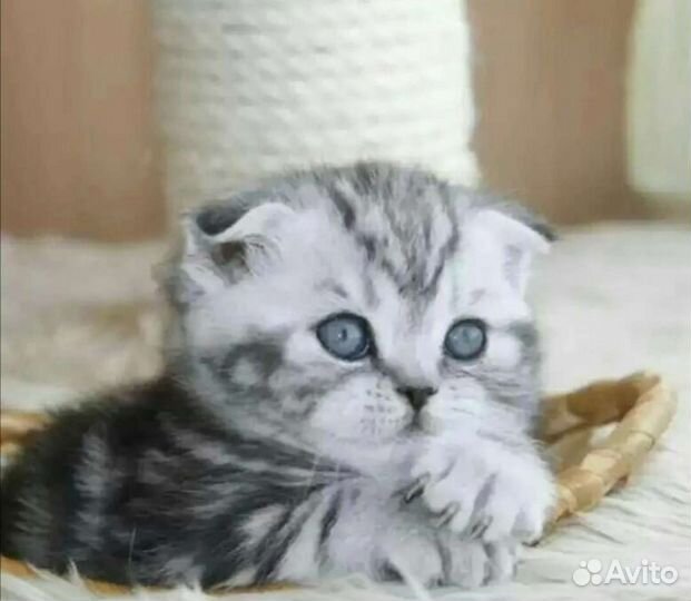 Шотландская