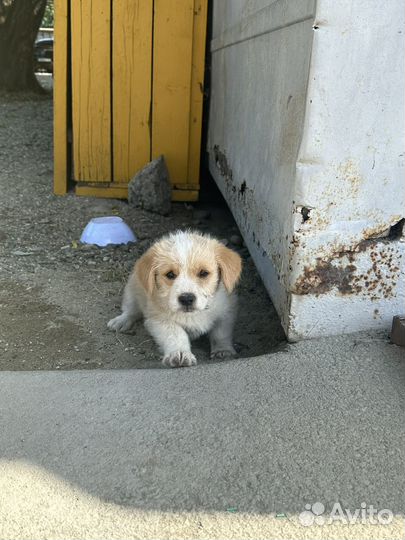 Щенки благородной дворняги