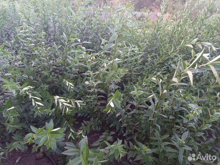 Бирючина обыкновенная