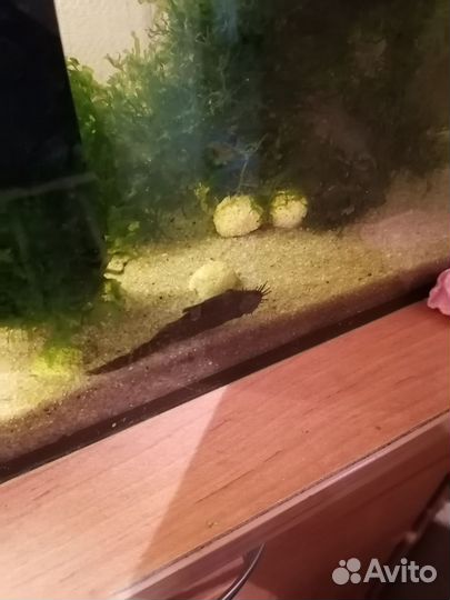 Сомики анциструсы