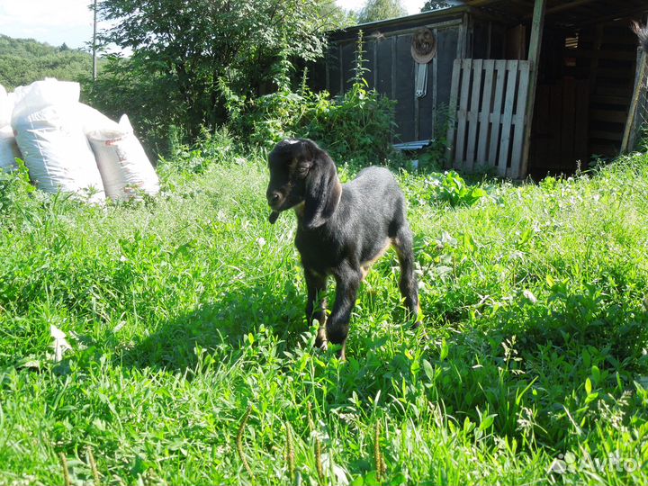 Англо нубийский козлик