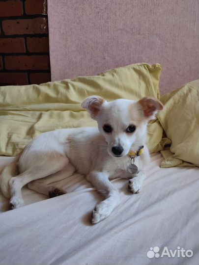 Миниатюрная собачка в любящие руки