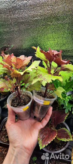 Колеус Хенна вегетативный