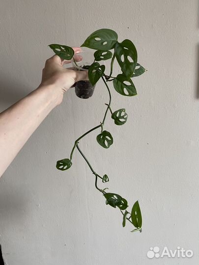 Монстера манки маск