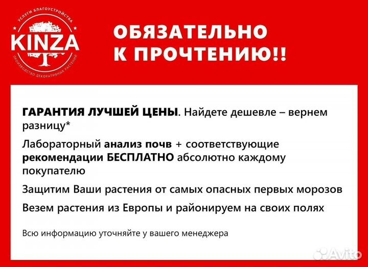 Голубая ель